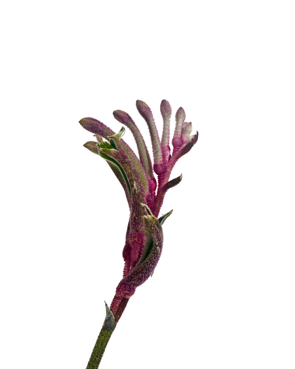 Kangaroo Paw Valentine flower