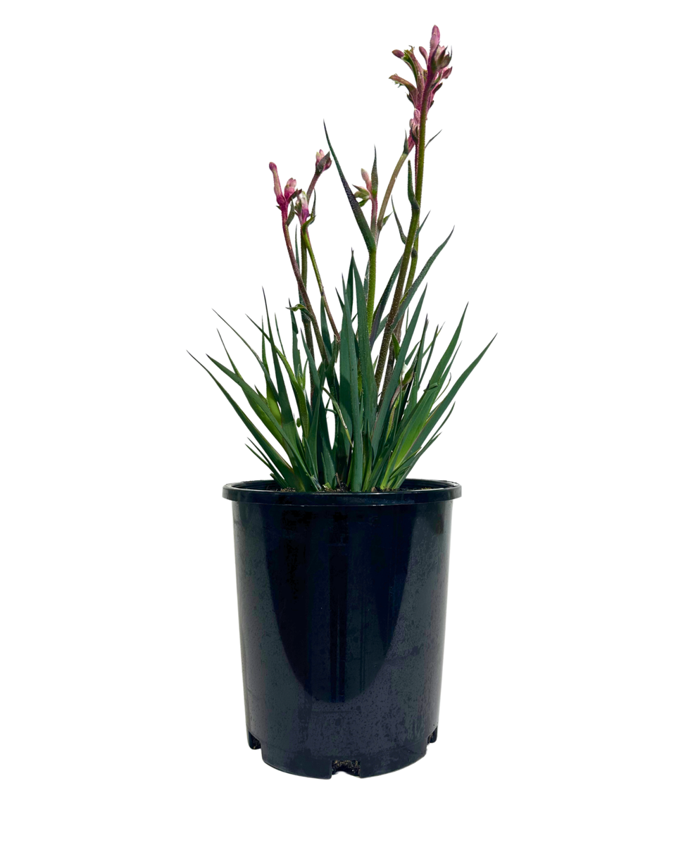 Kangaroo Paw Valentine in a 175mm pot