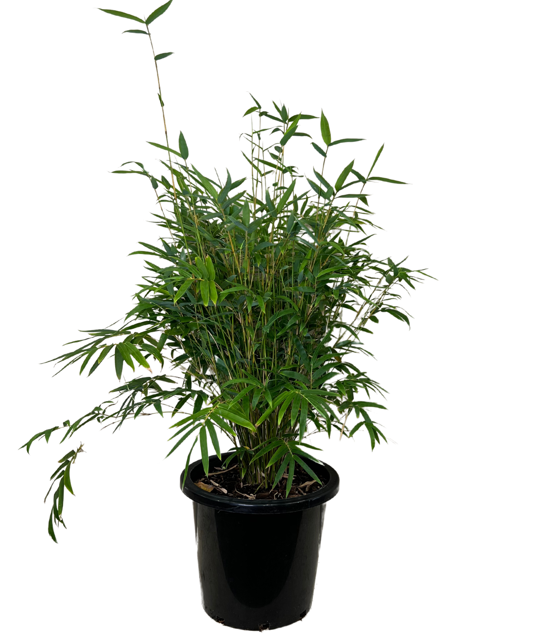 Willowy Bamboo - Bambusa Multiplex Willowy
