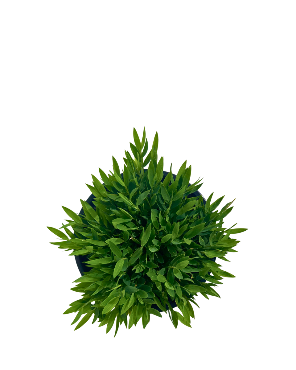 Bamboo Baby Ceylona in a 130mm pot, viewed from above