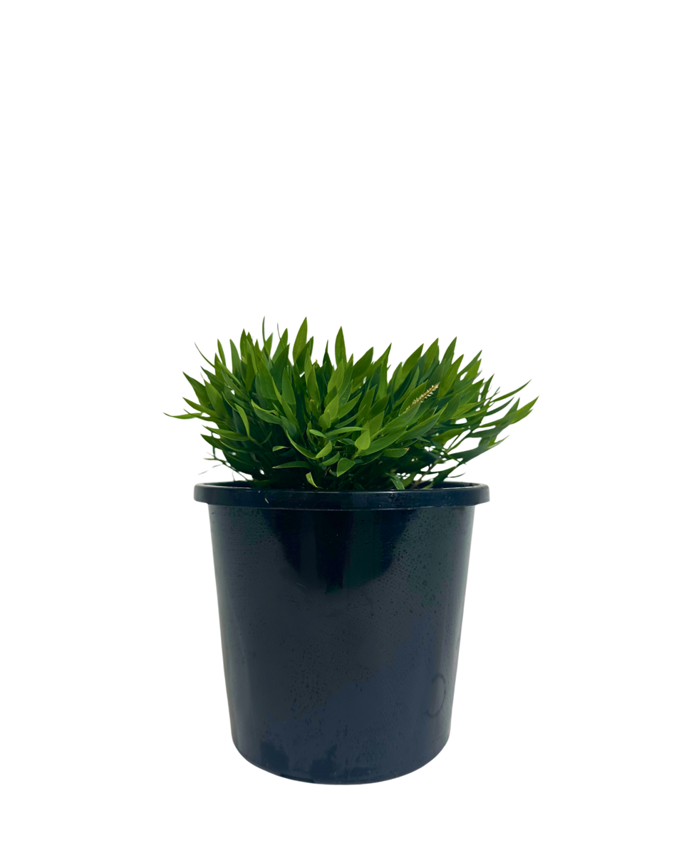 Bamboo Baby Ceylona in a 130mm pot