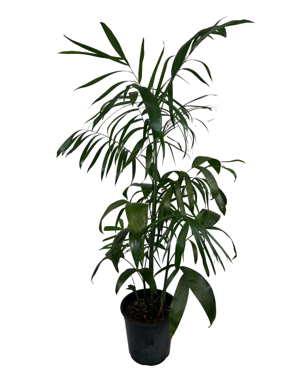 Bamboo Palm - Chamaedorea Seifrizii