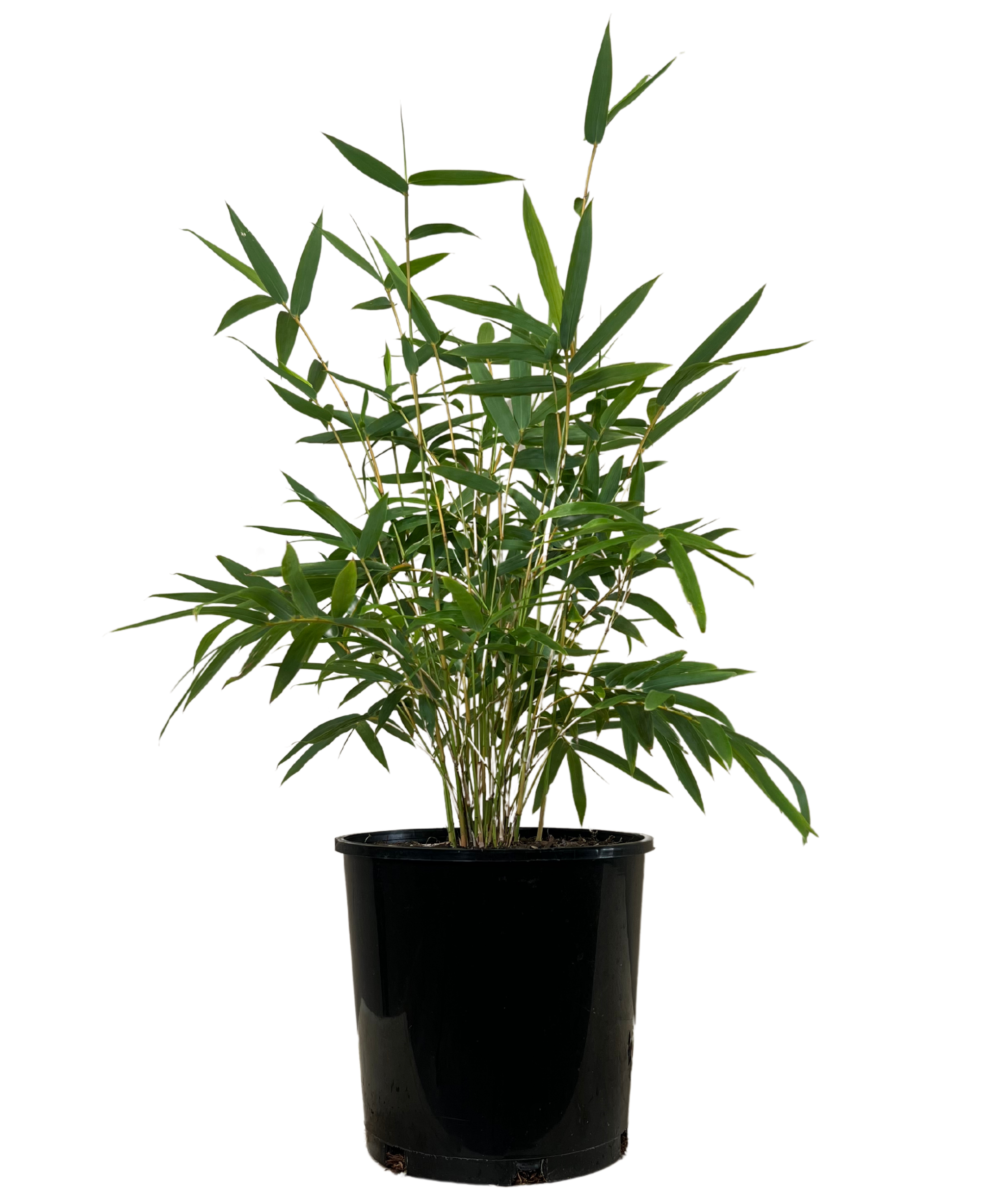Willowy Bamboo - Bambusa Multiplex Willowy