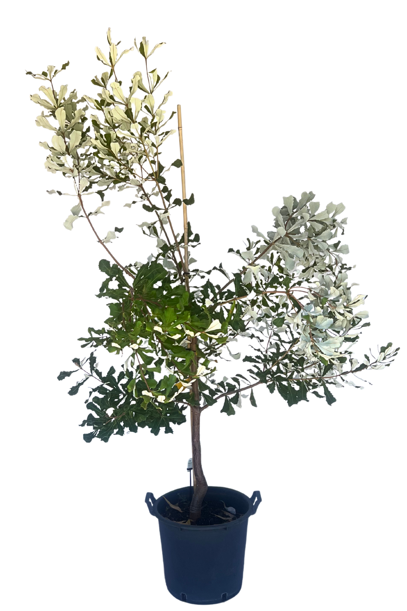 Banksia Integrifolia