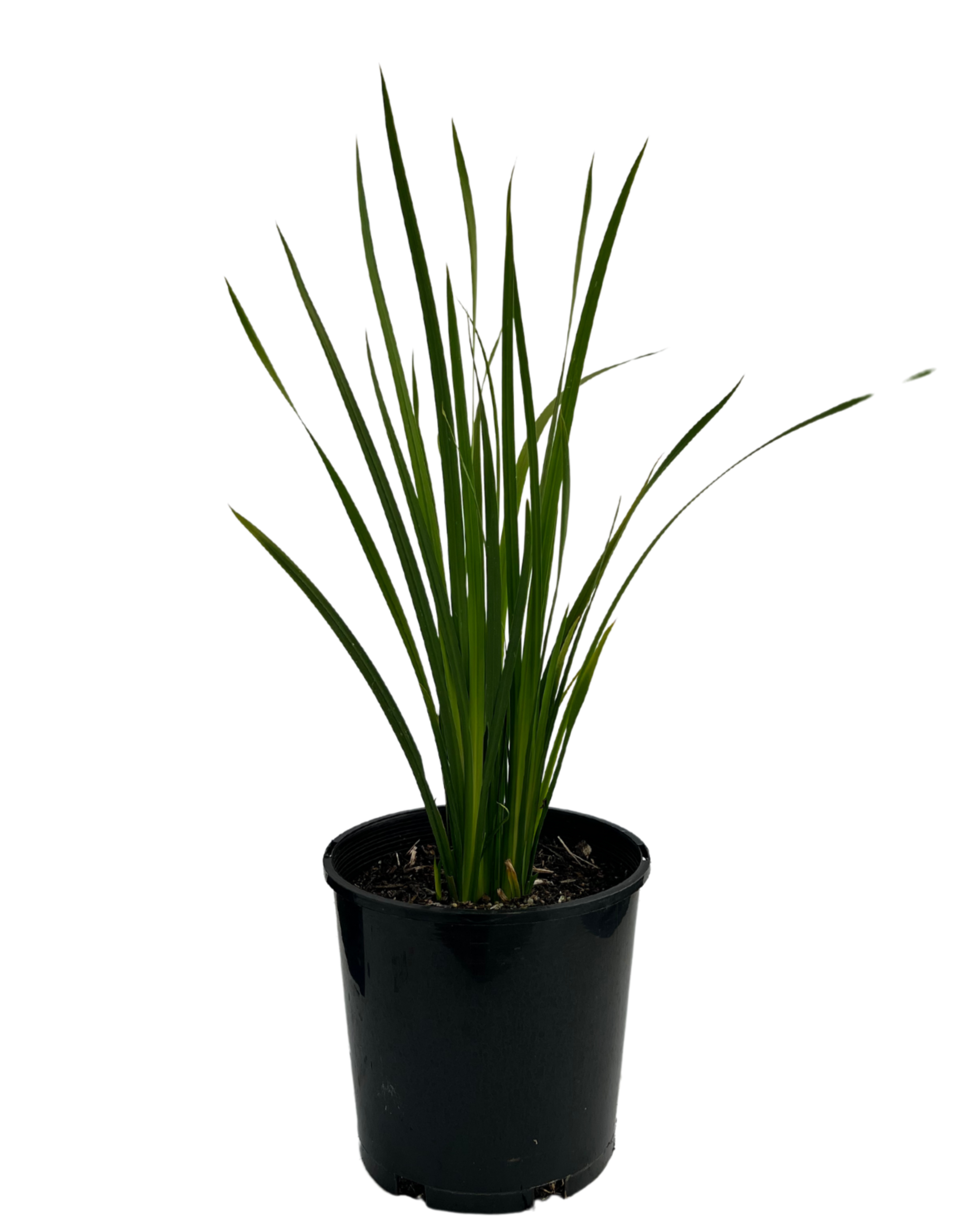Dietes Bicolour