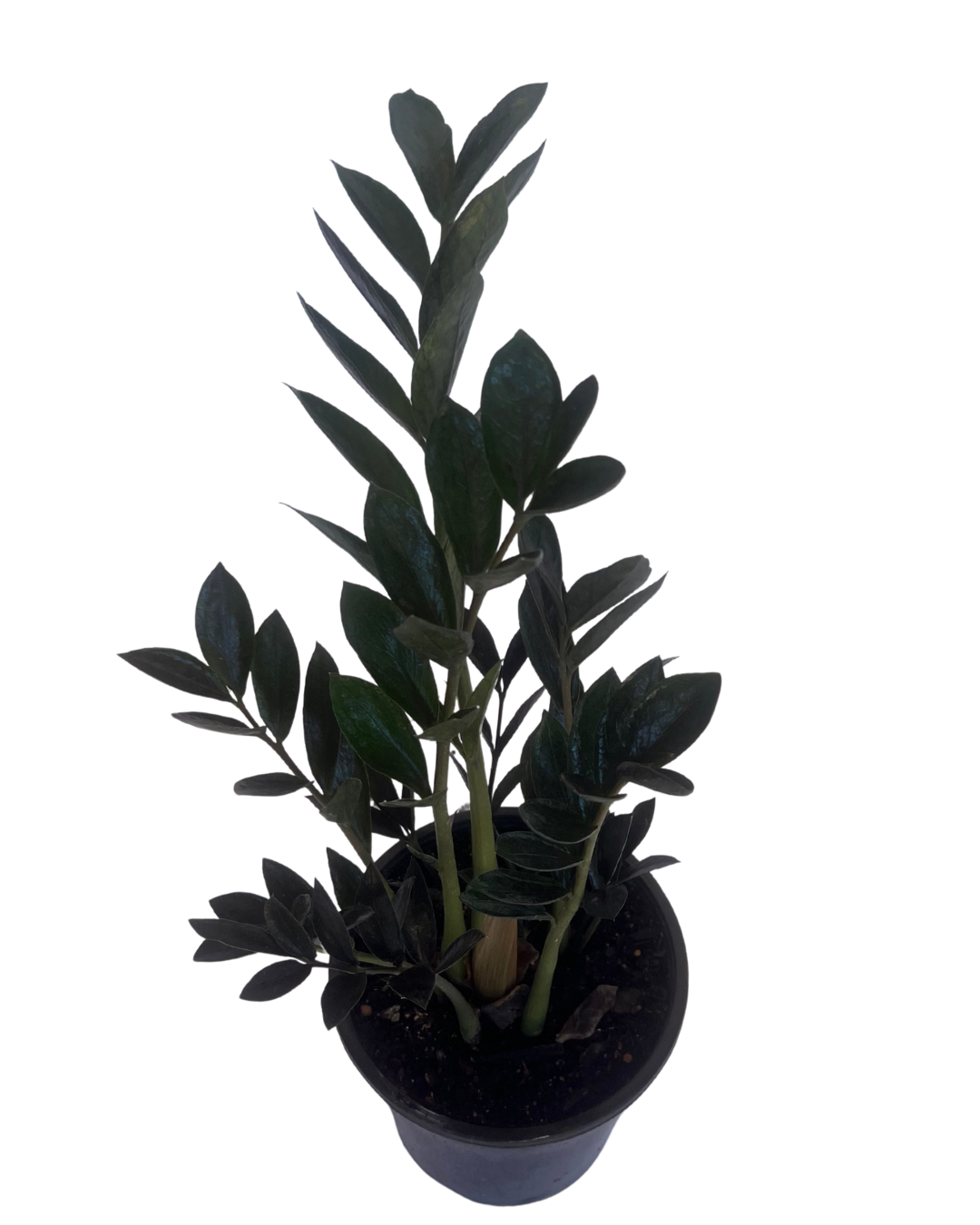 ZZ Plant - Zamioculcas Dark Zamicro