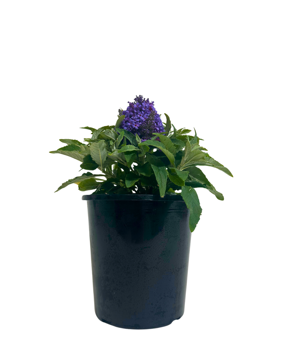 Buddleia Chrysalis Purple in a 140mm pot