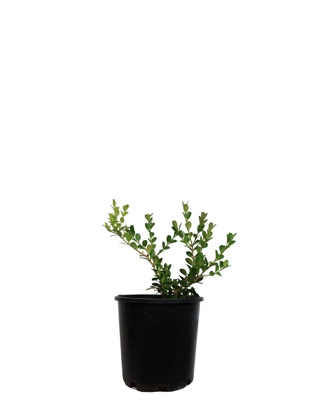 Japanese Box - Buxus Microphylla Japonica