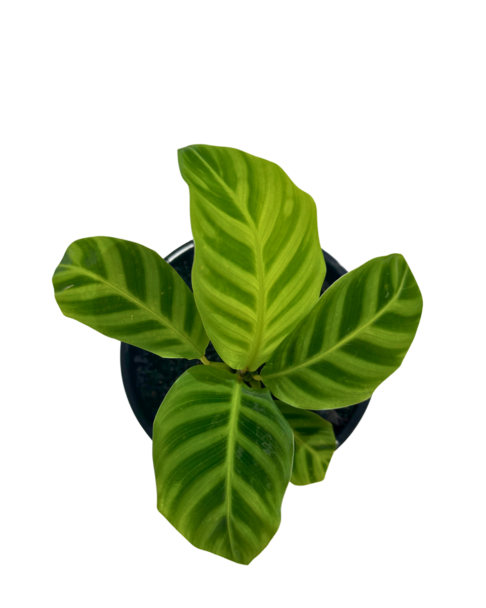 Calathea Zebrina in a 140mm pot