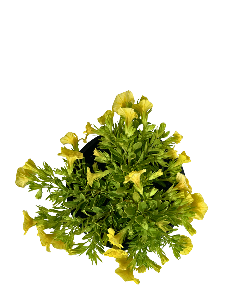 Calibrachoa Calipetite Yellow in a 140mm pot, viewed from above