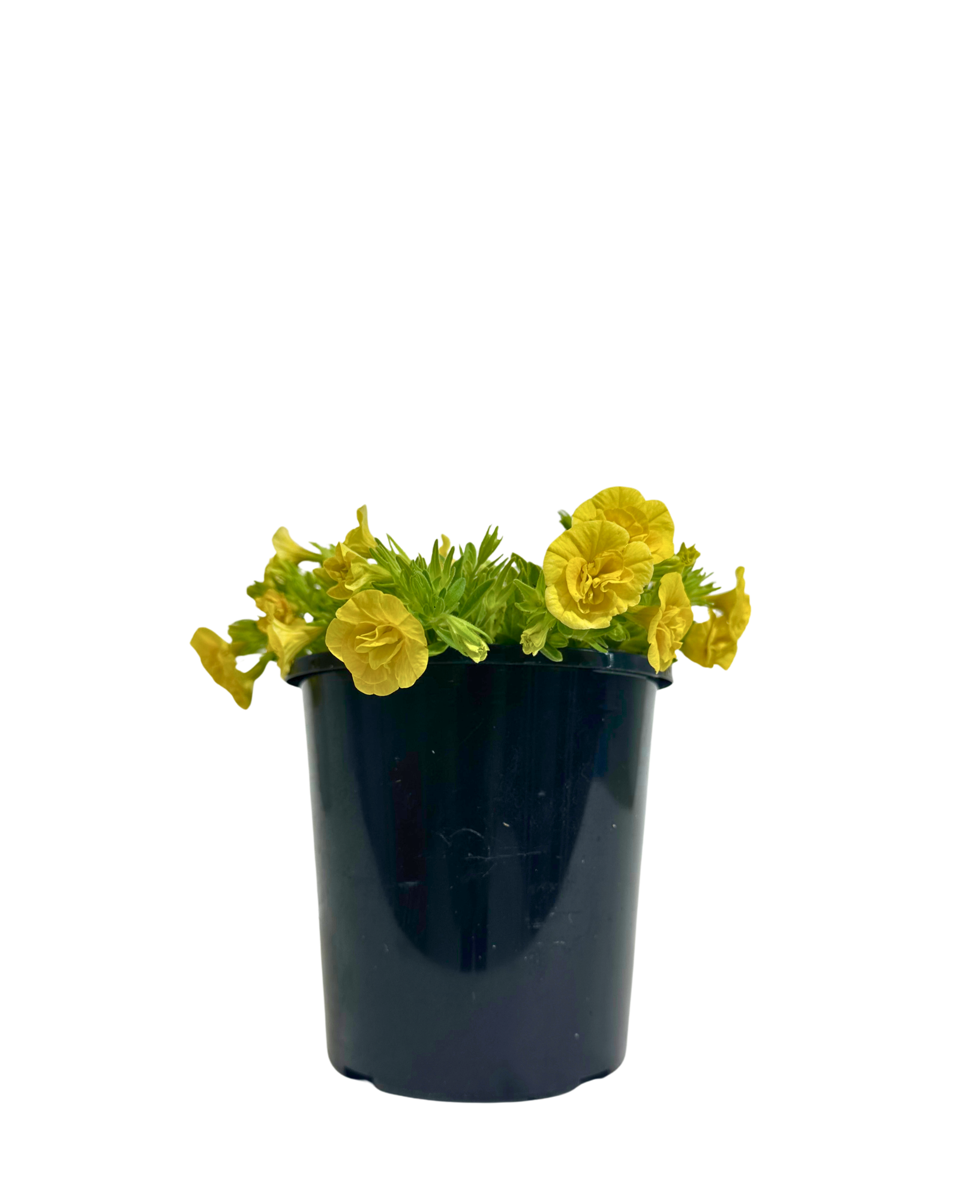 Calibrachoa Calipetite Yellow in a 140mm pot
