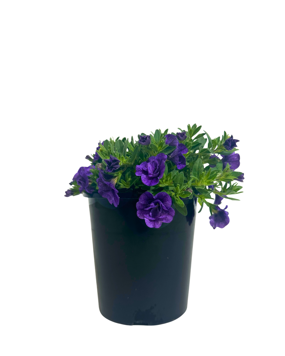 Calibrachoa Rosies Blue in a 140mm pot