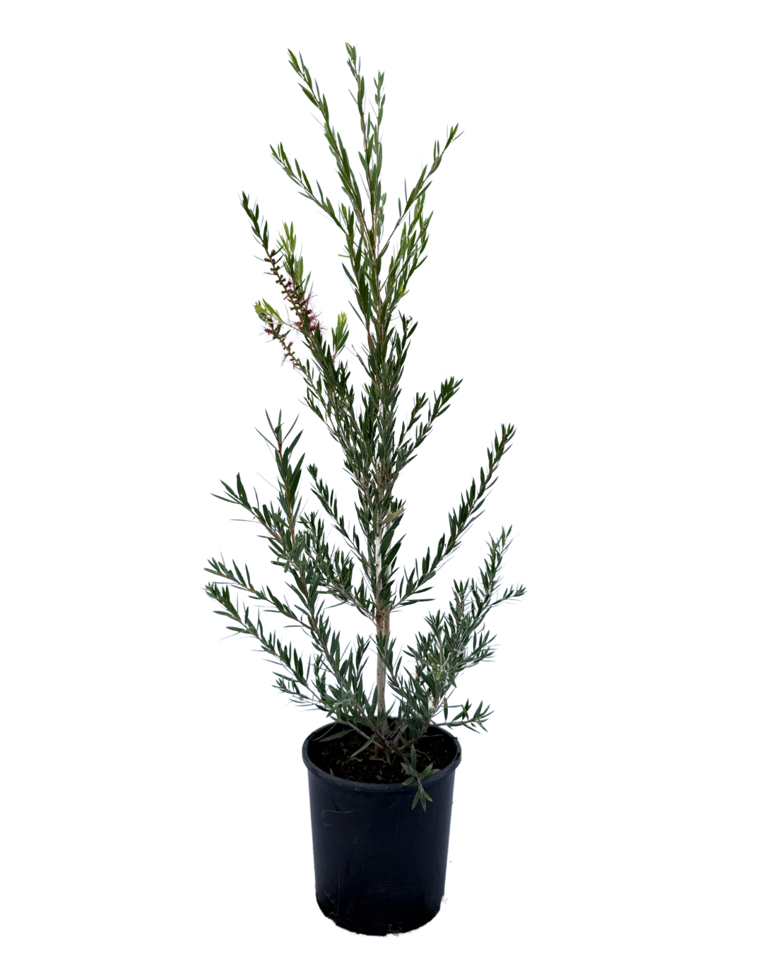 Callistemon Kings Park Special