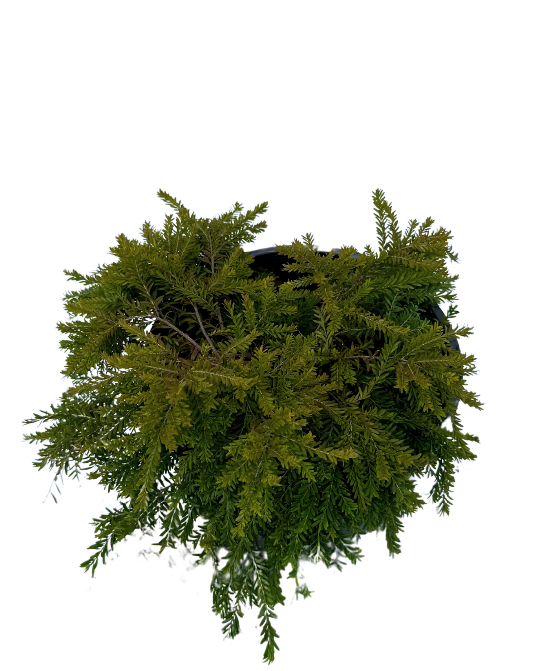 Coleonema Red Velvet