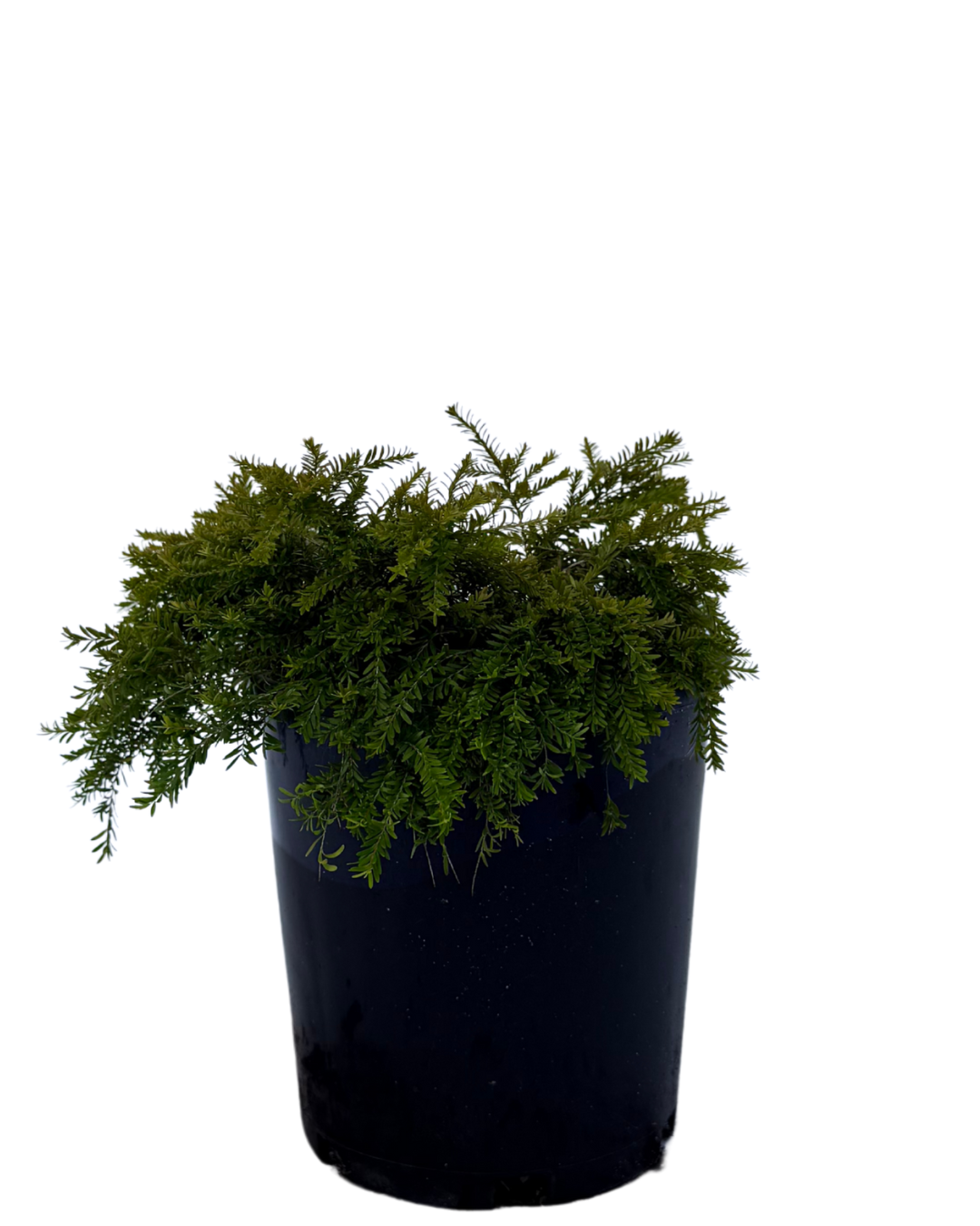 Coleonema Red Velvet