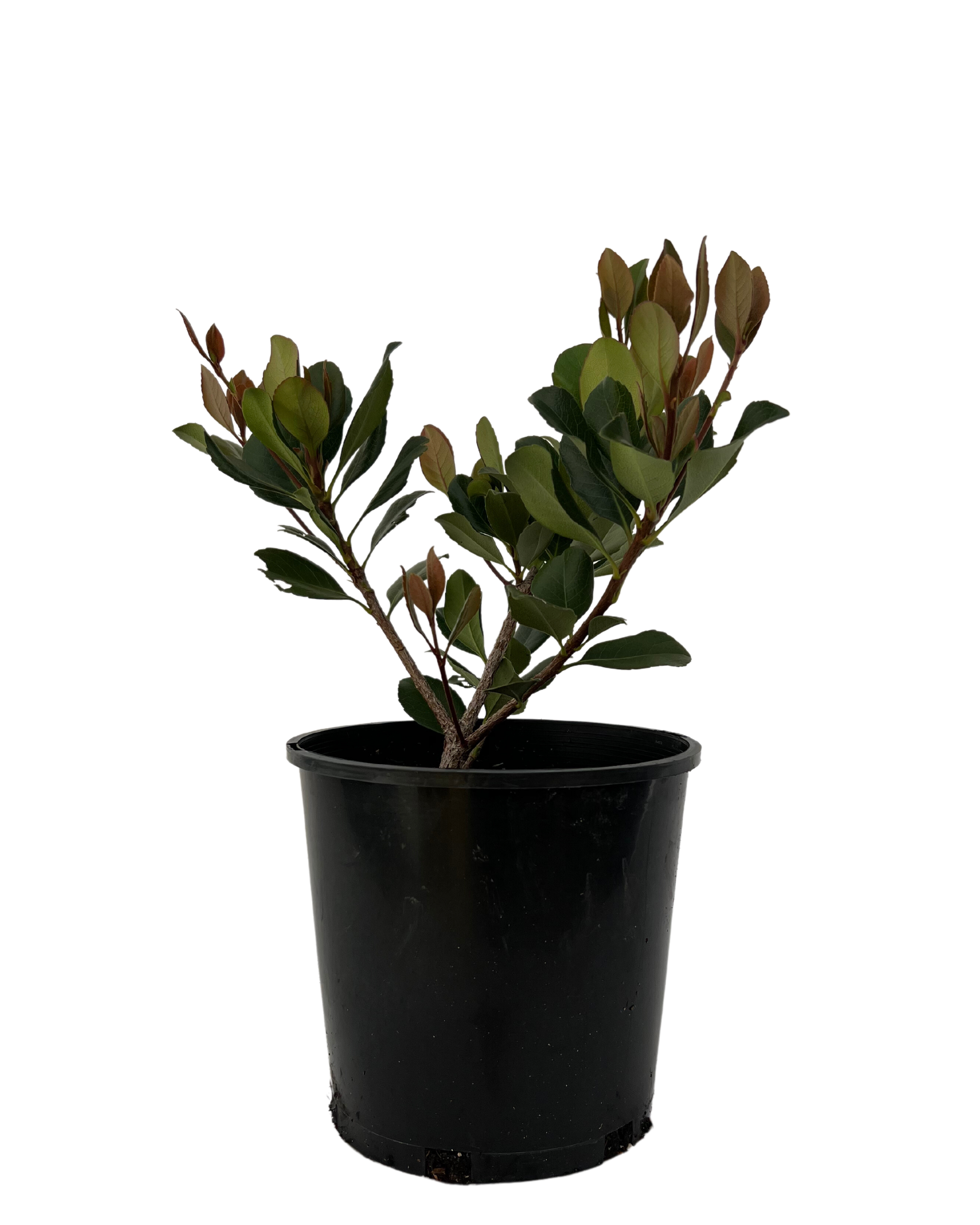 Rhaphiolepis Cosmic Pink