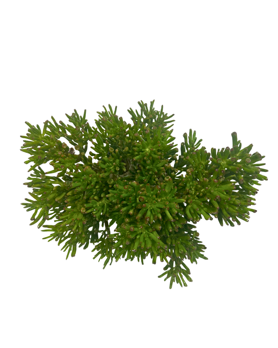Crassula Gollum viewed from above