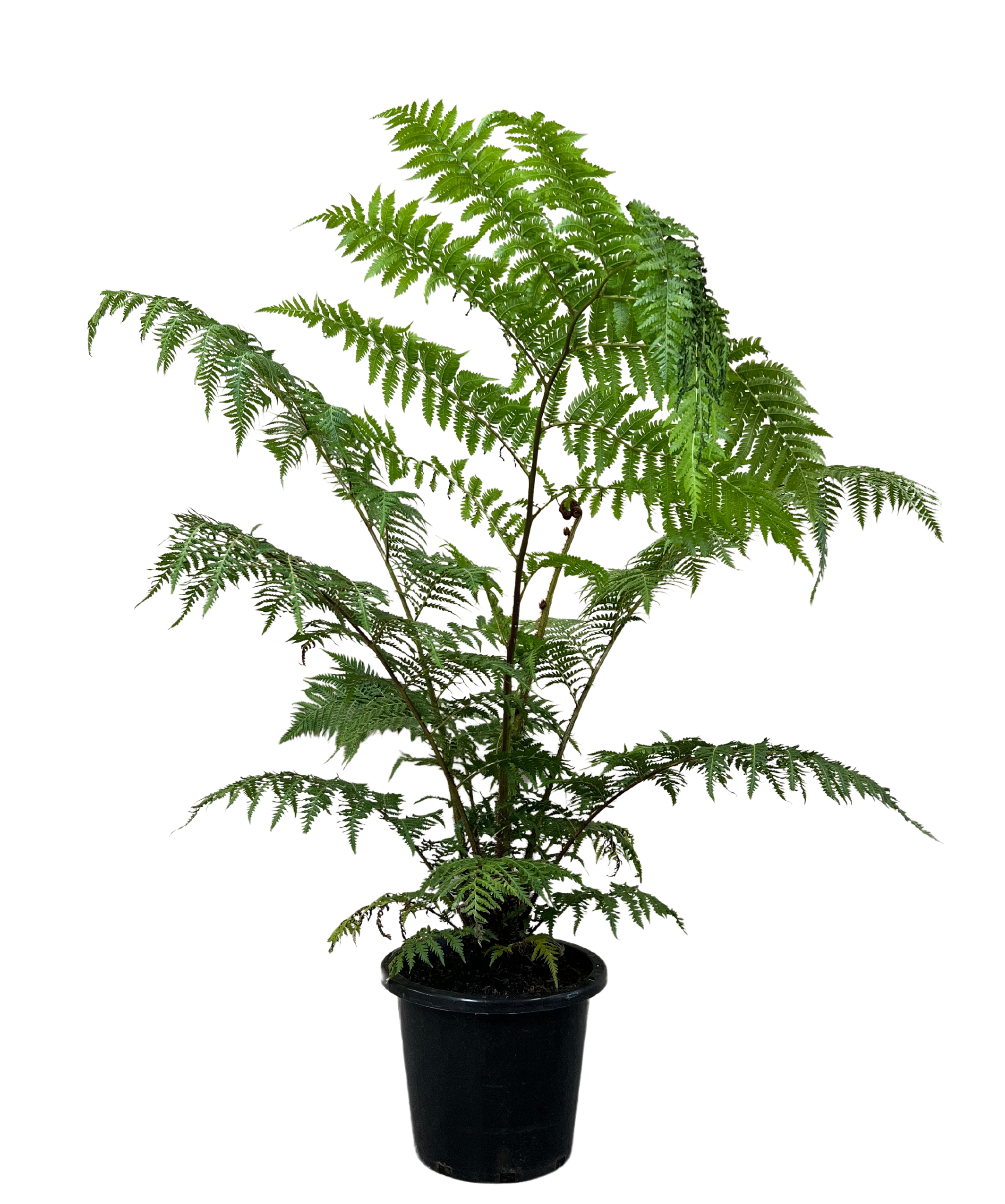 Australian Tree Fern - Cyathea Cooperii