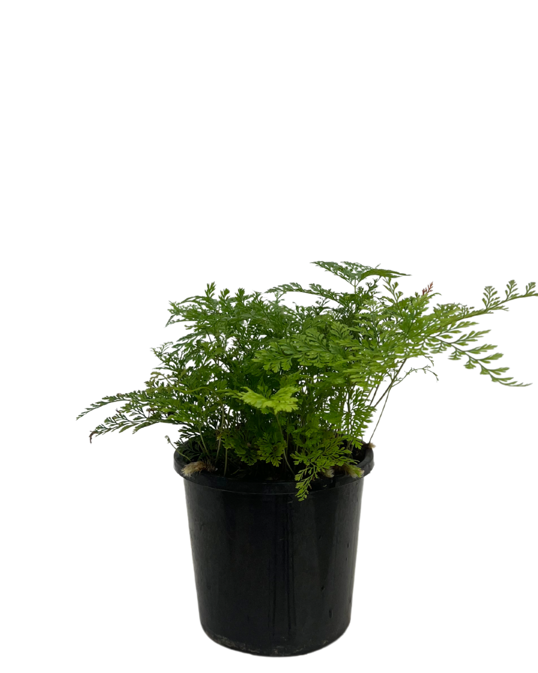 Davallia Rabbits Foot