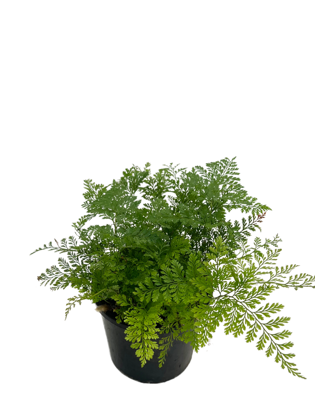 Davallia Rabbits Foot