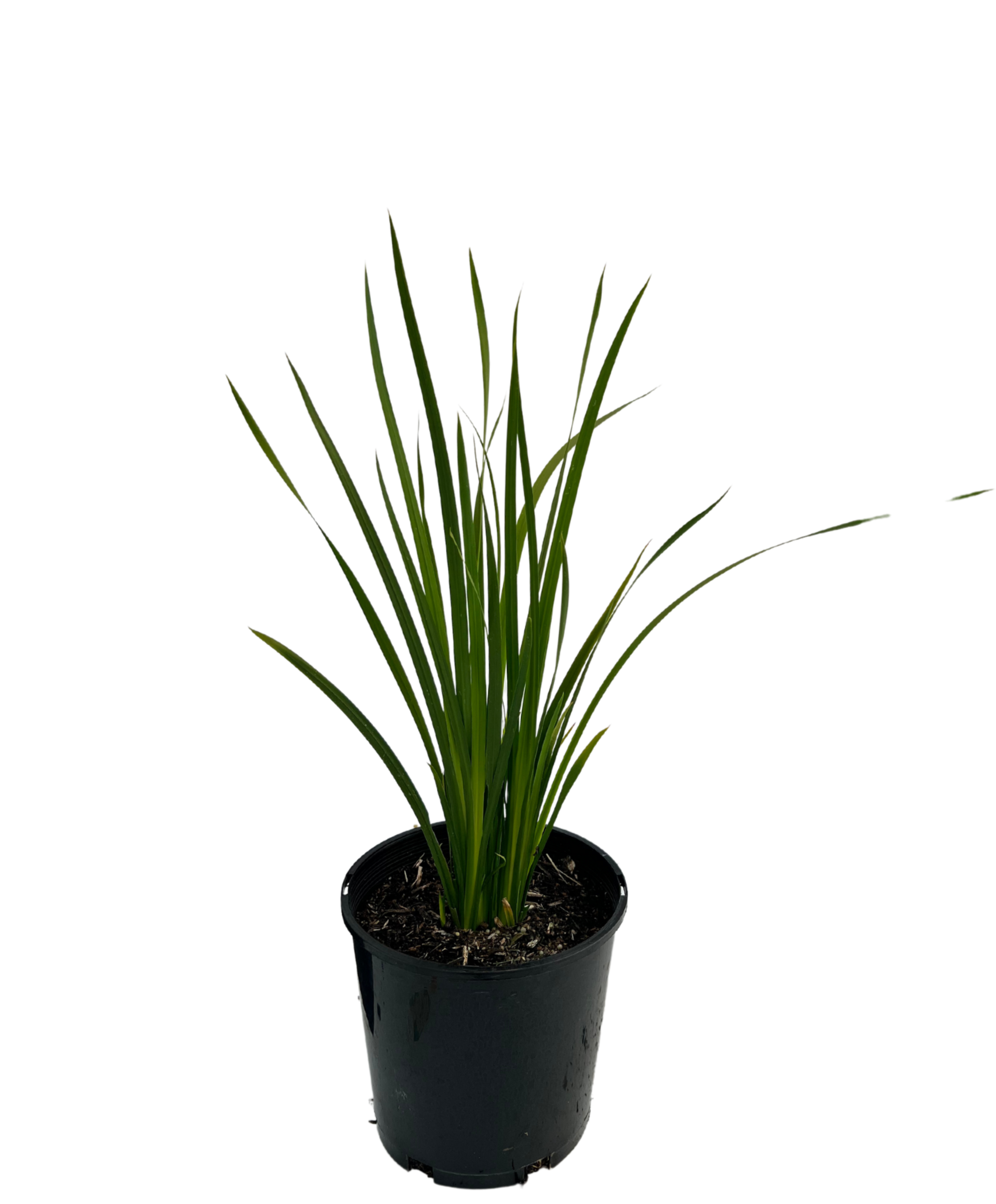 Dietes Bicolour