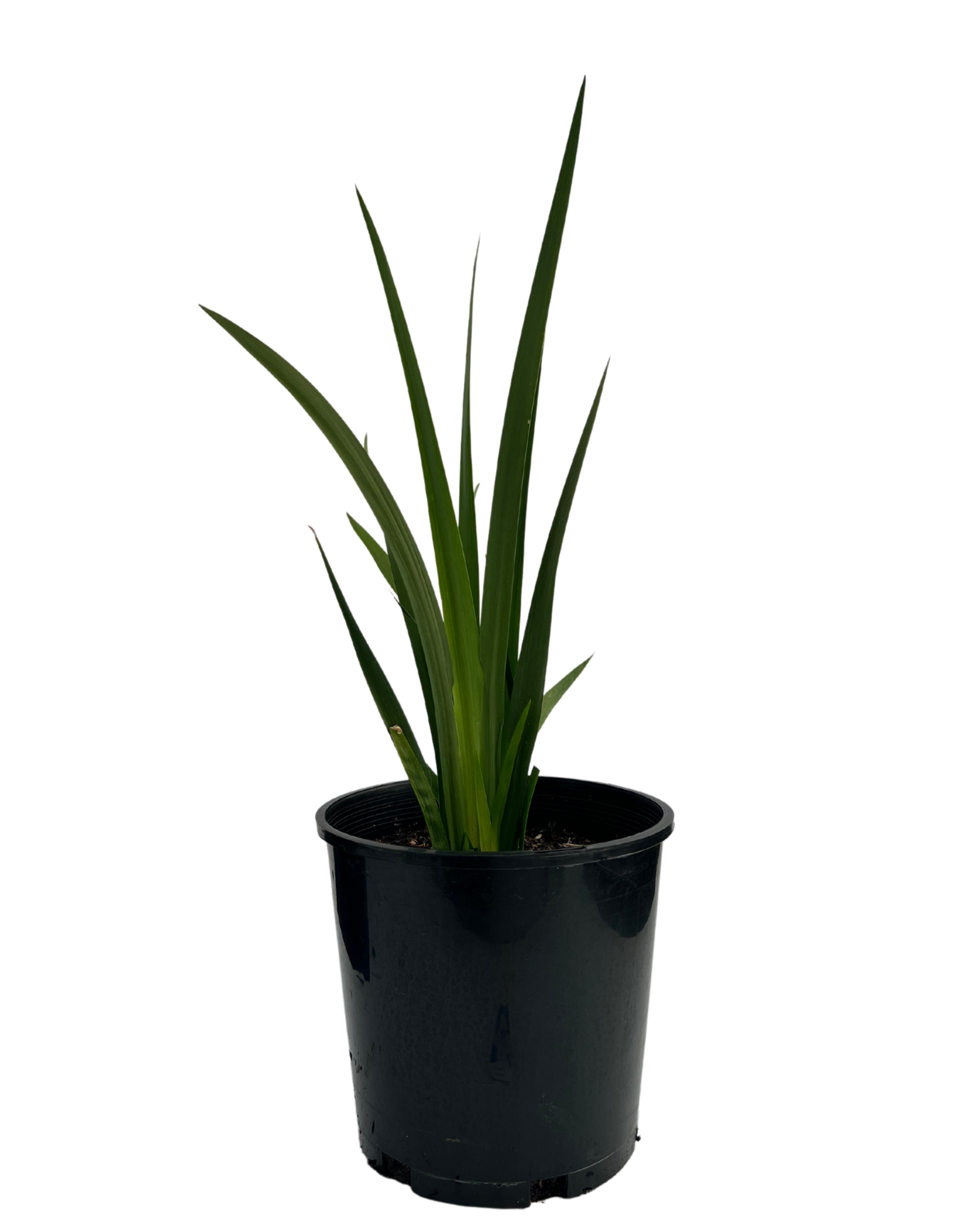 Dietes Grandiflora
