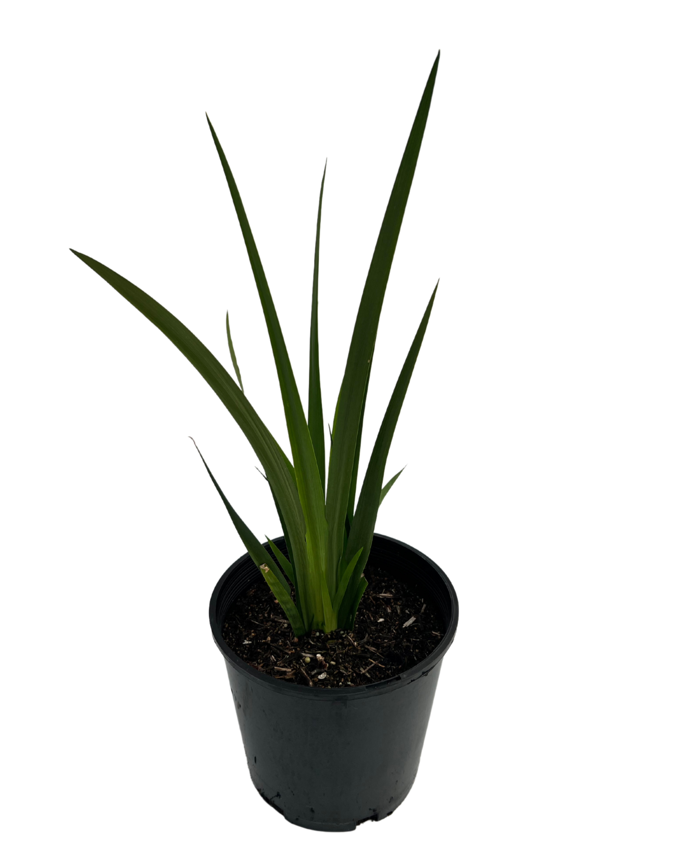 Dietes Grandiflora