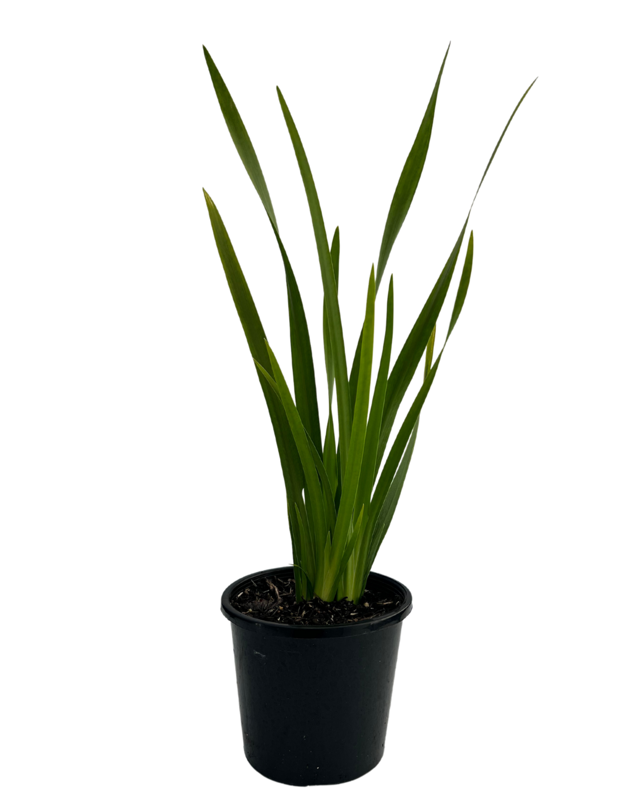 Dietes Grandiflora