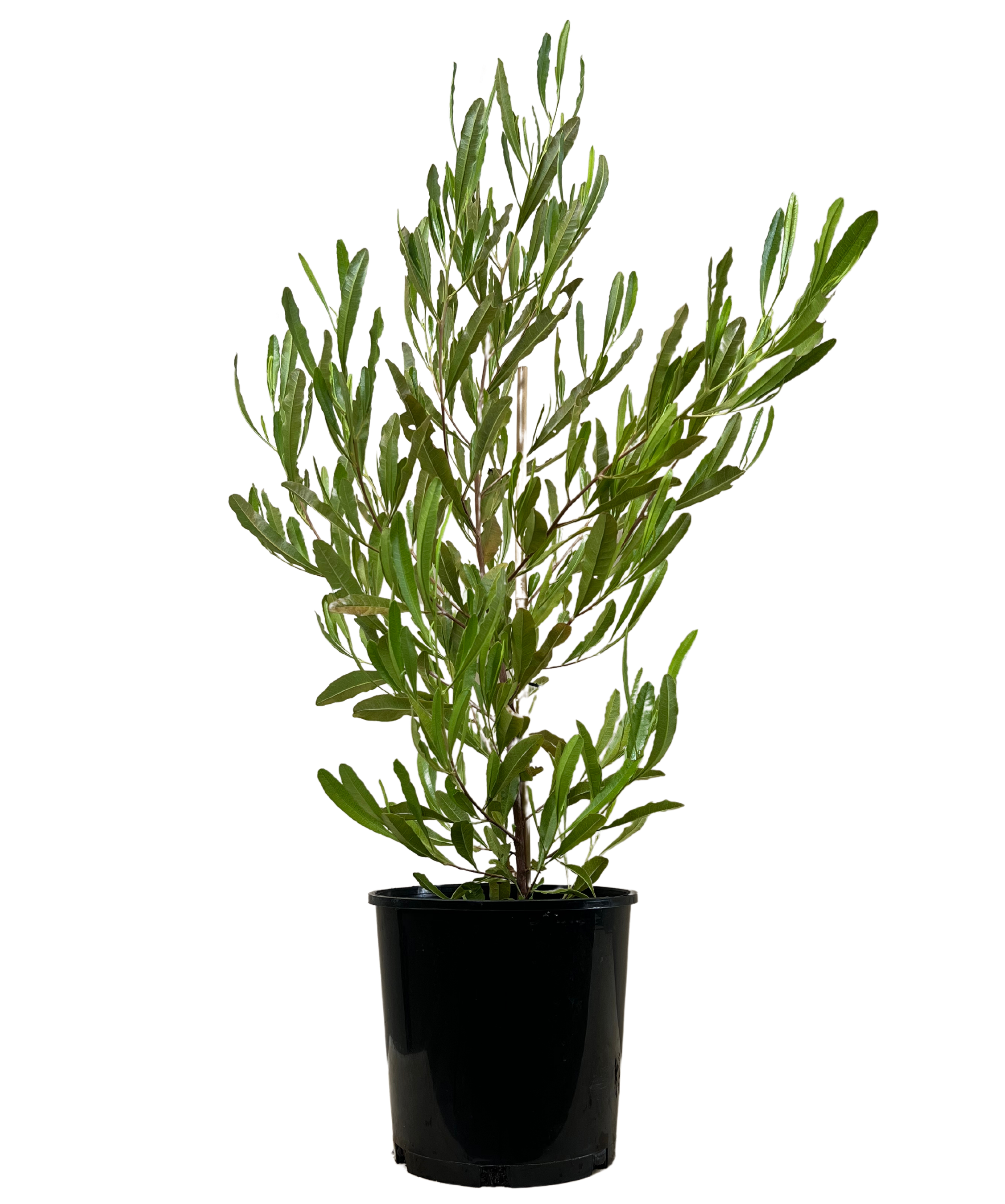 Dodonaea Viscosa