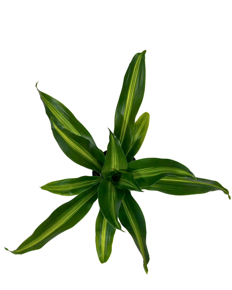 Dracaena Burley viewed from above