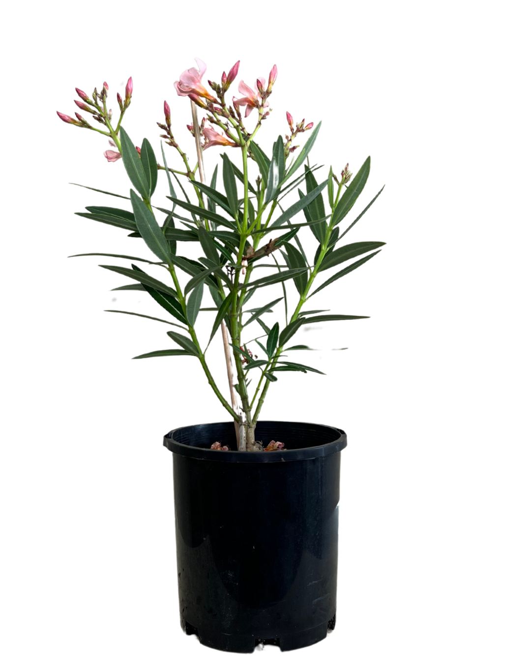 Nerium Dwarf Apricot