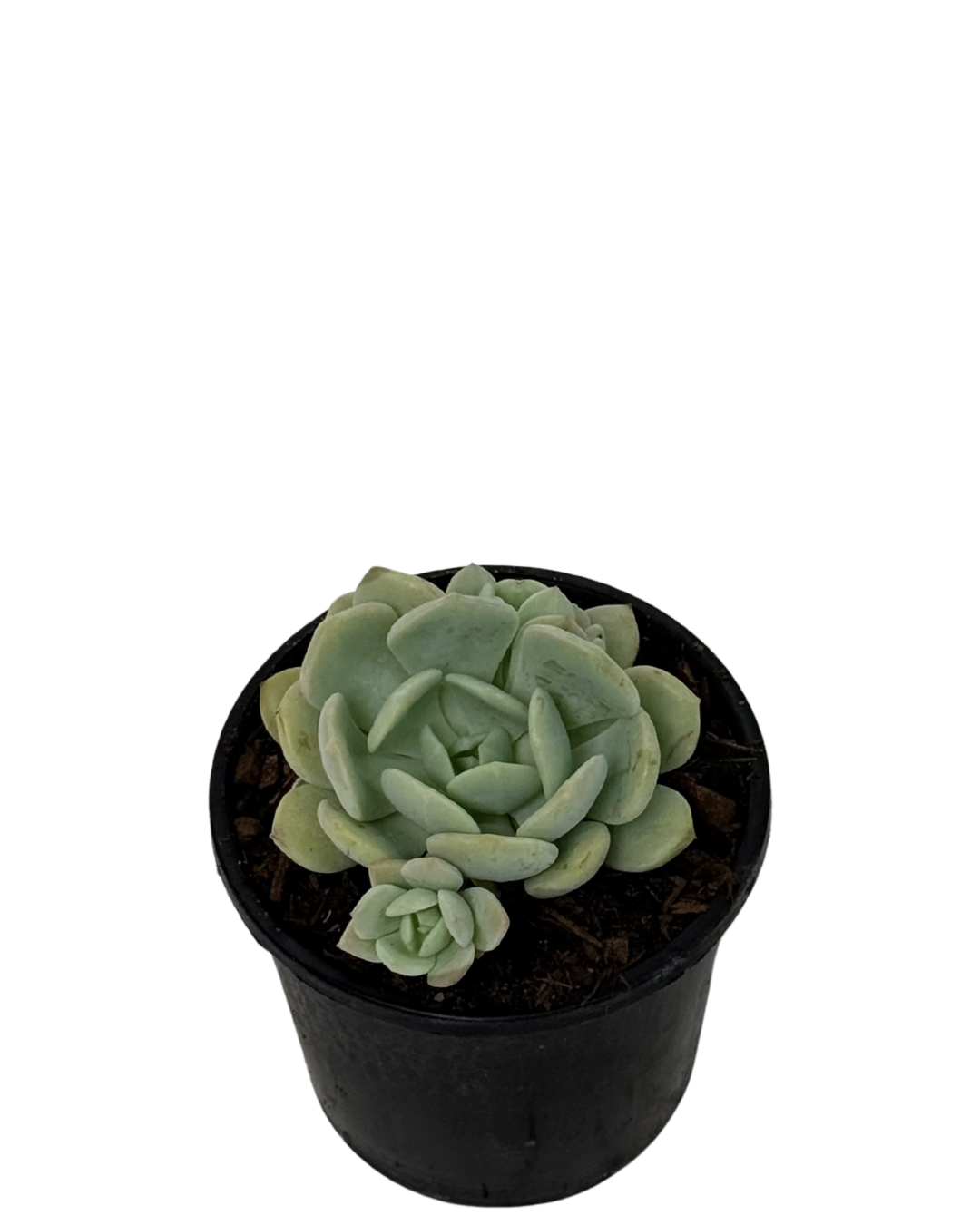 Graptoveria the Grim One