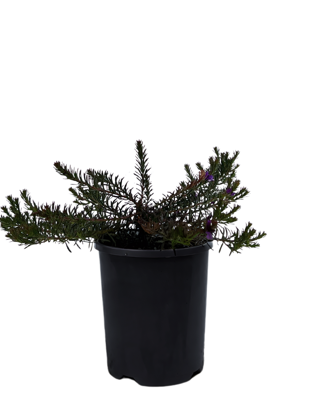 Eremophila Densifolia - Purple Carpet