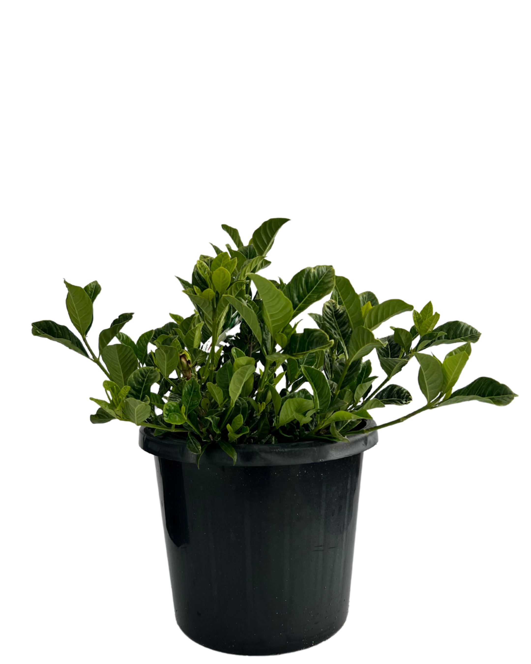 Gardenia Augusta Florida