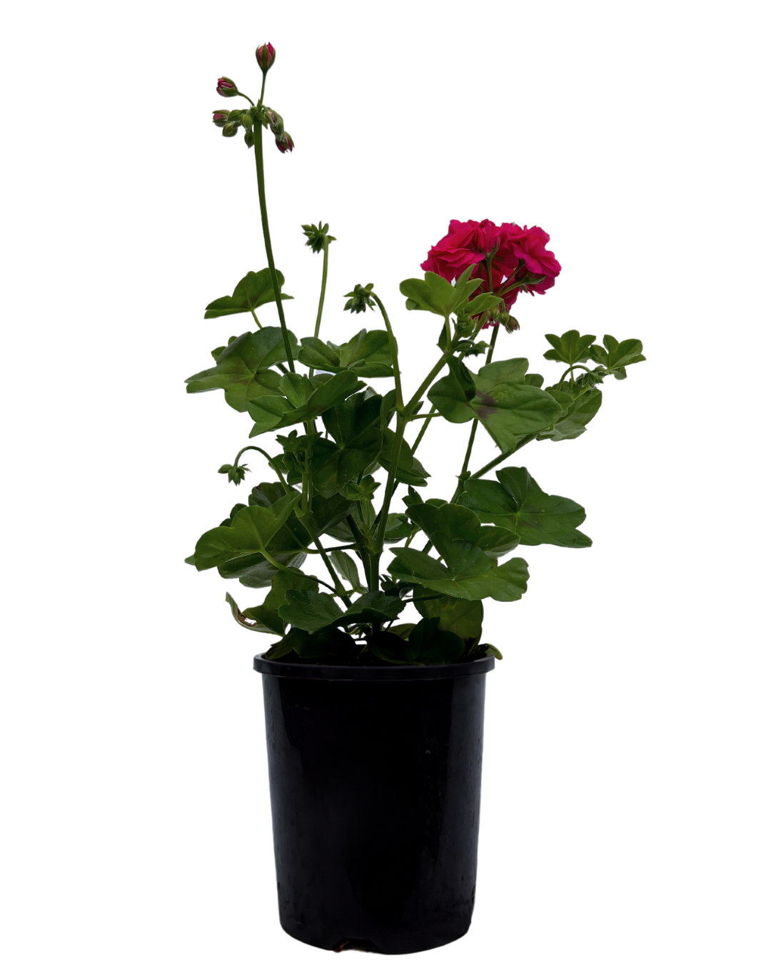 Pelargonium Great Balls Of Fire Deep Rose