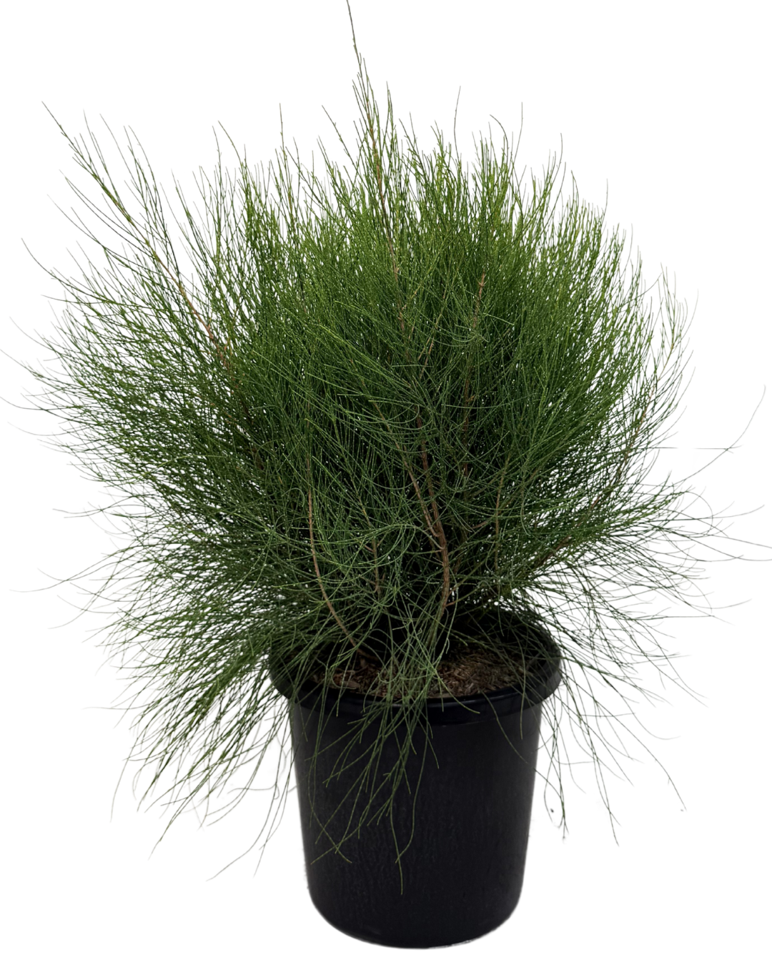 Casuarina Green Wave
