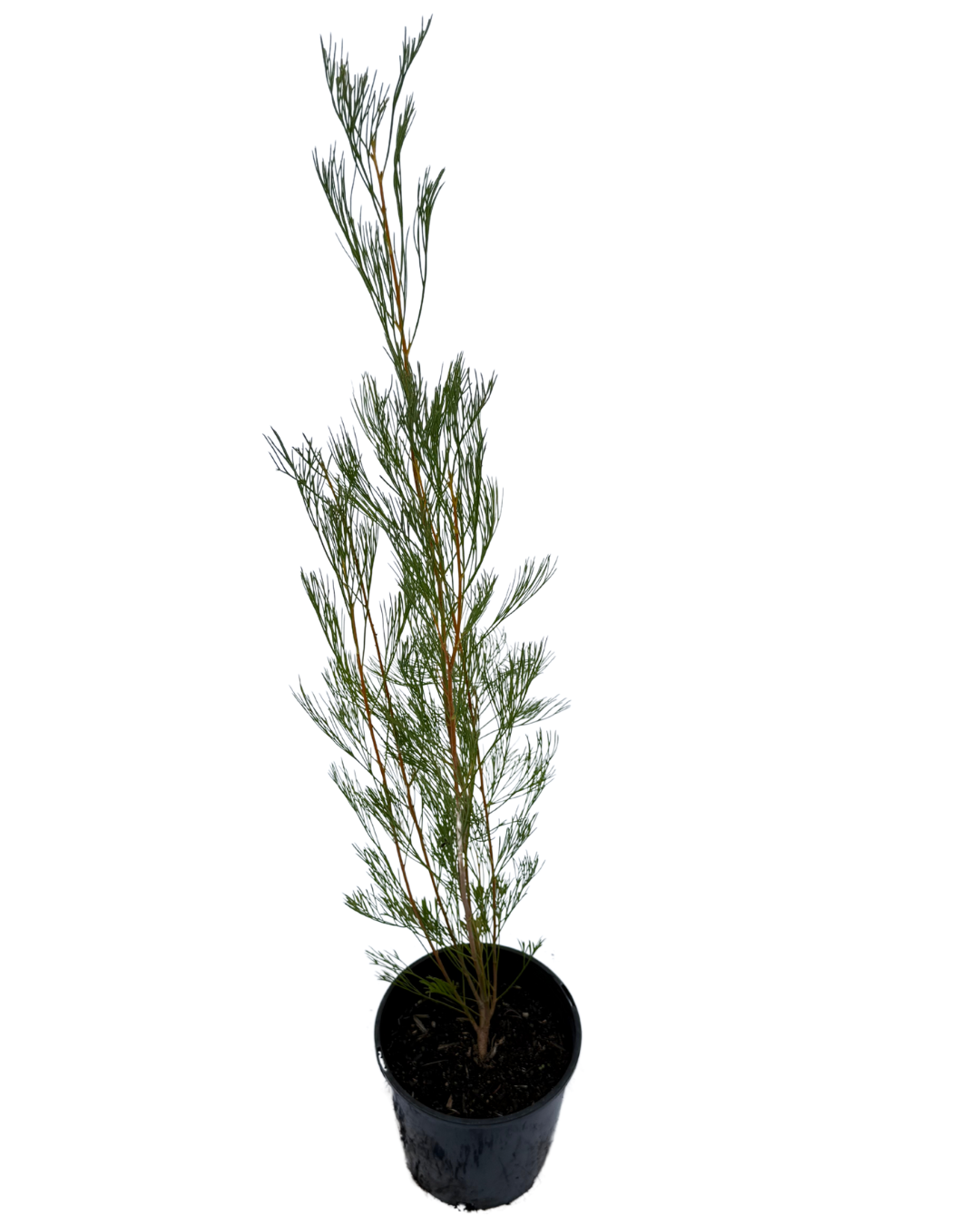 Grevillea Panrock Princess