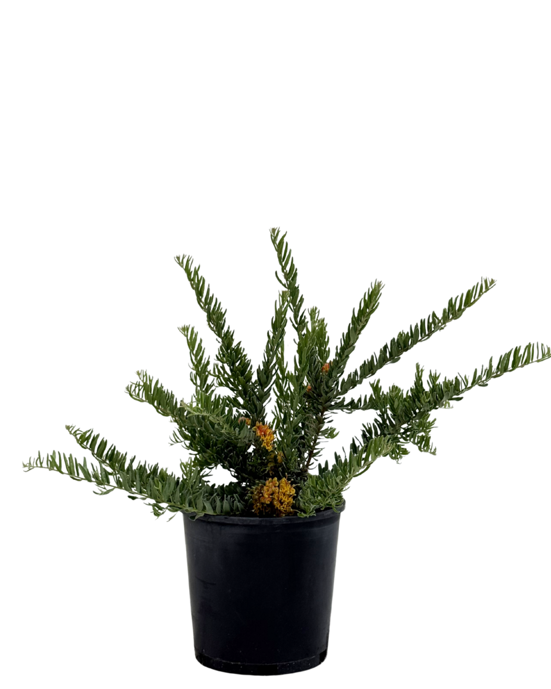 Grevillea Gold Touch