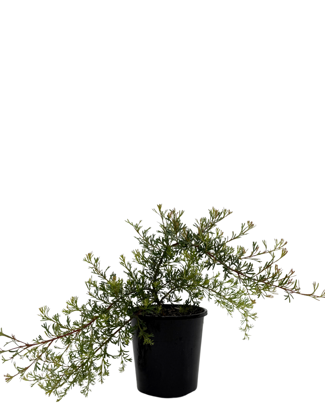 Grevillea Thelemanniana