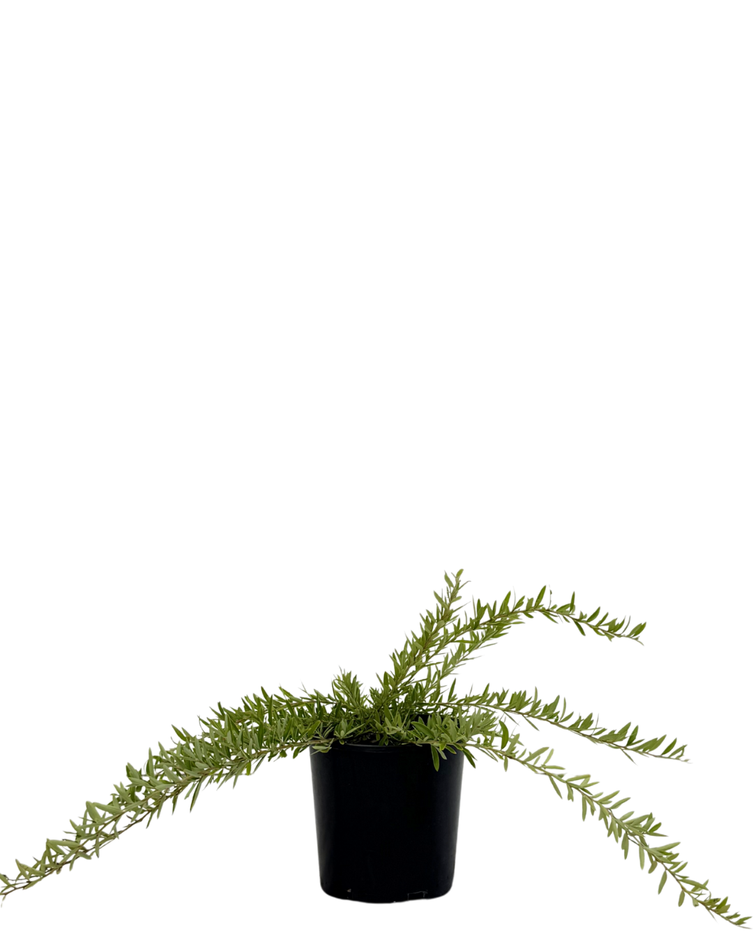 Grevillea Canterbury Gold