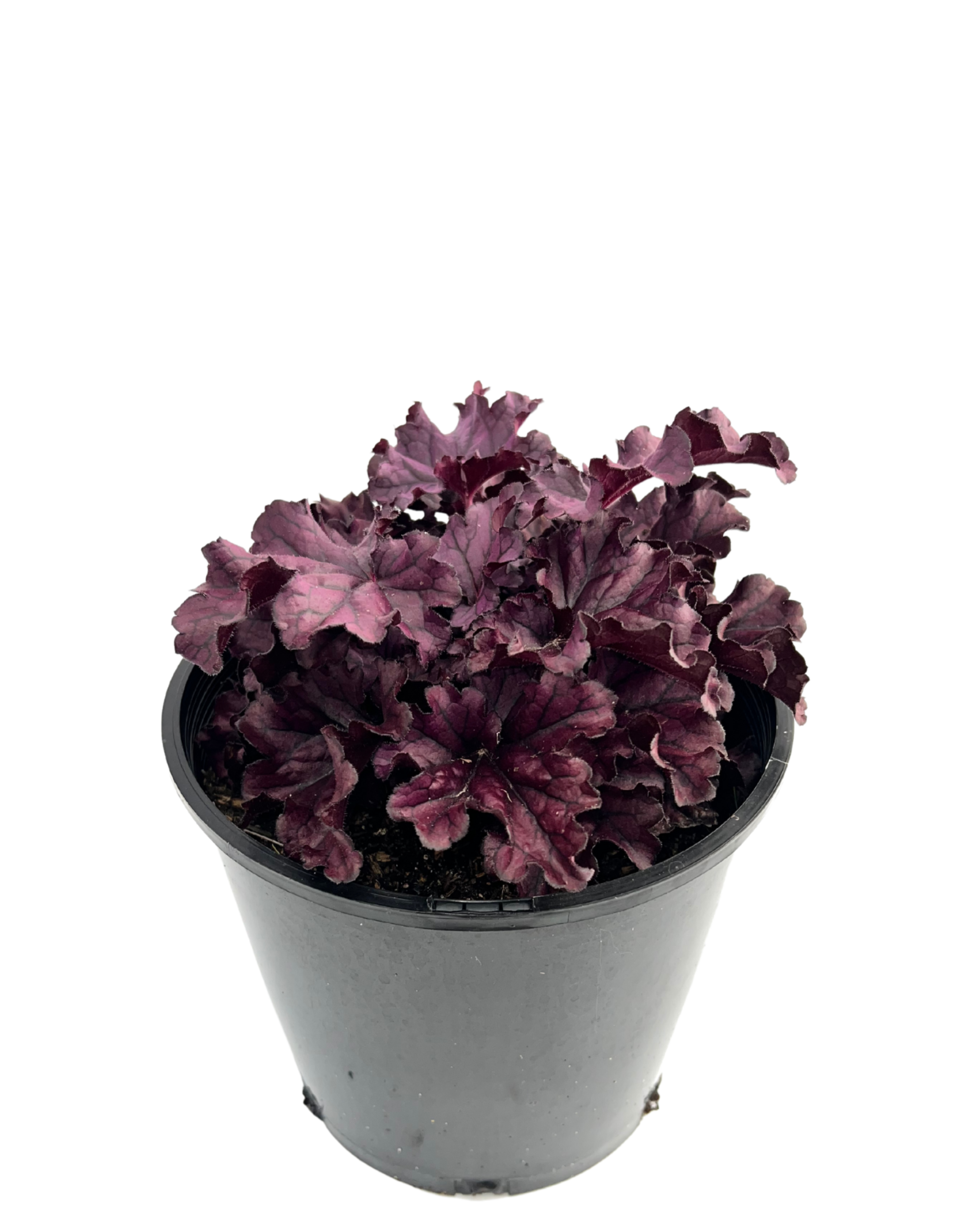 Coral Bells - Heuchera Forever Purple