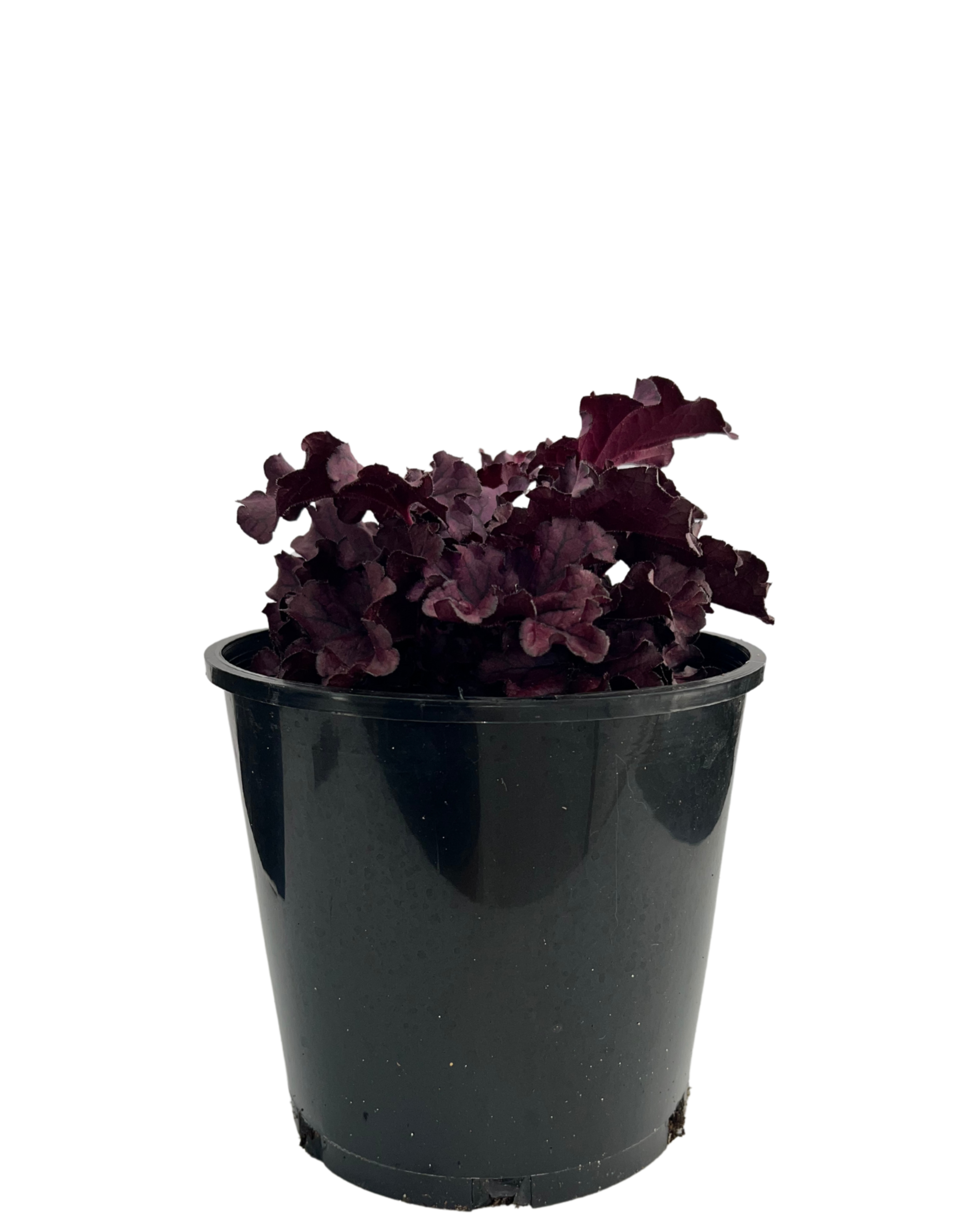 Coral Bells - Heuchera Forever Purple