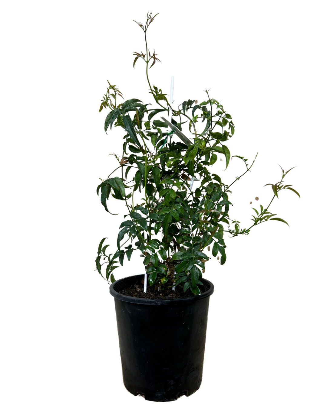 Jasmin Polyanthum