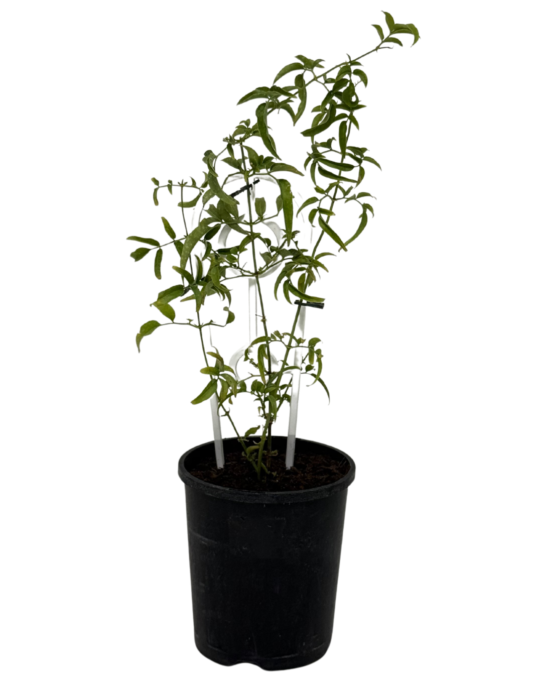 Jasminum Polyanthum