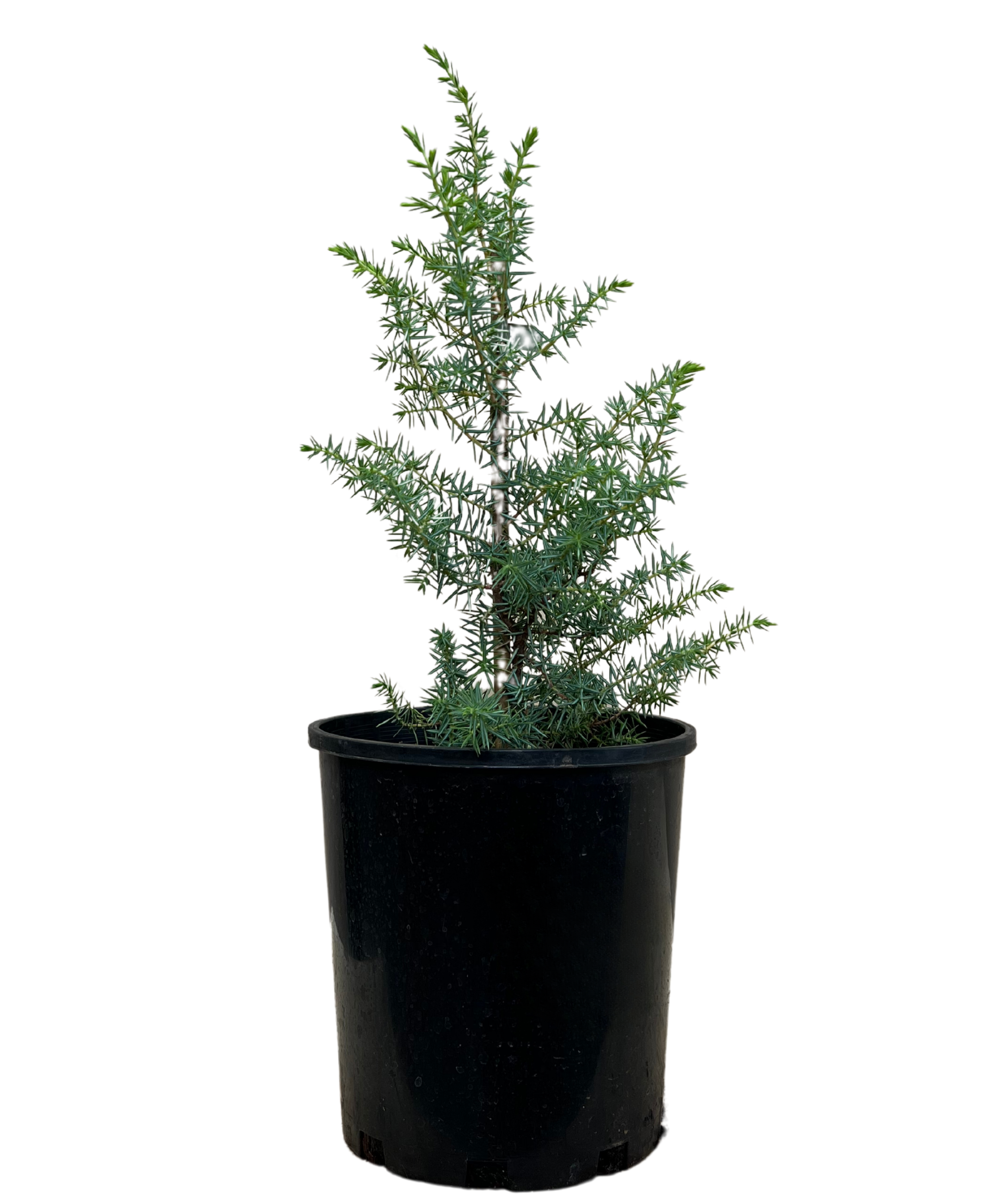 Juniperus Communis - Juniperberry