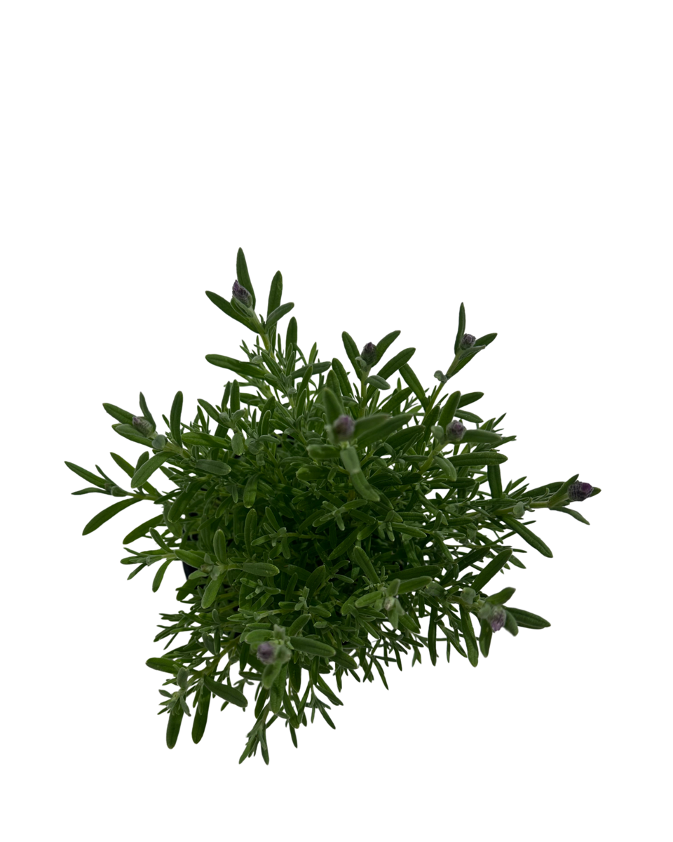 Lavandula Pink Queen in a 140mm pot, viewed from above