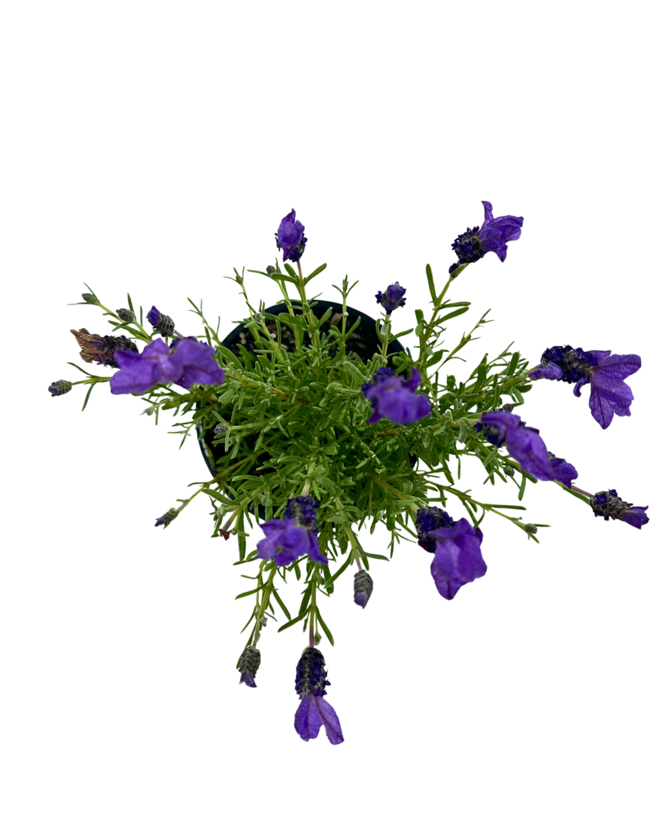 Lavandula Purple Crown in a 140mm pot, viewed from above
