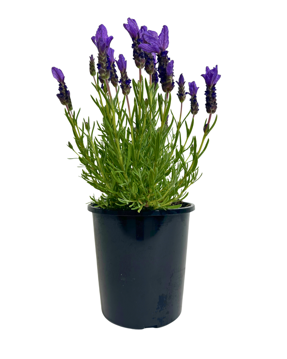 Lavandula Purple Crown in a 140mm pot