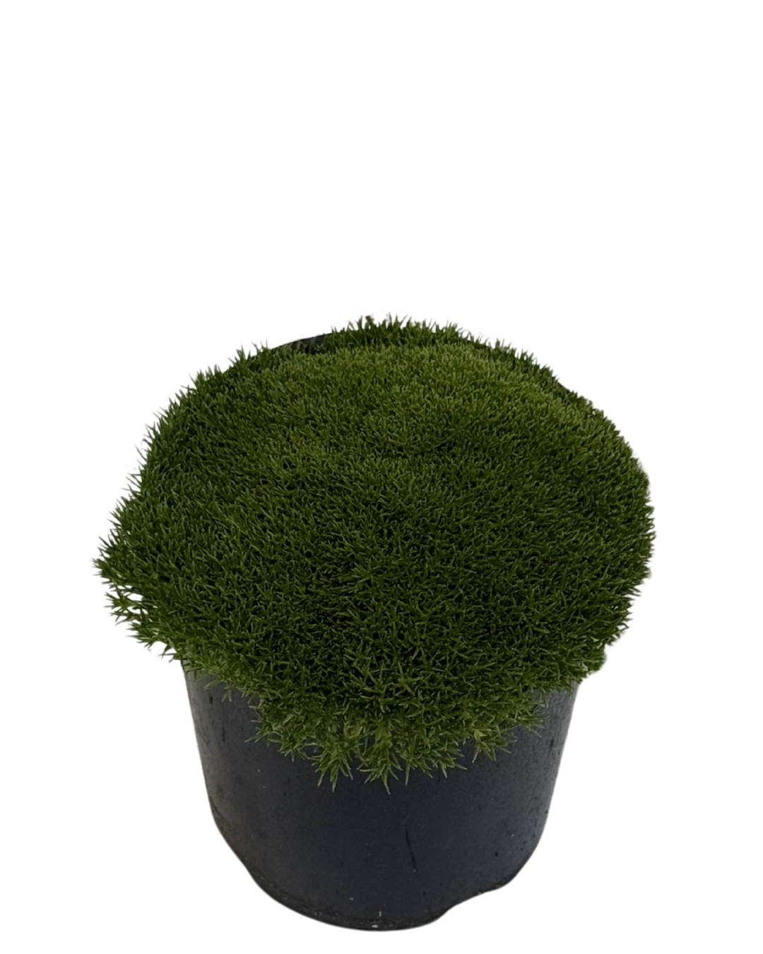 Scleranthus Lime Lava