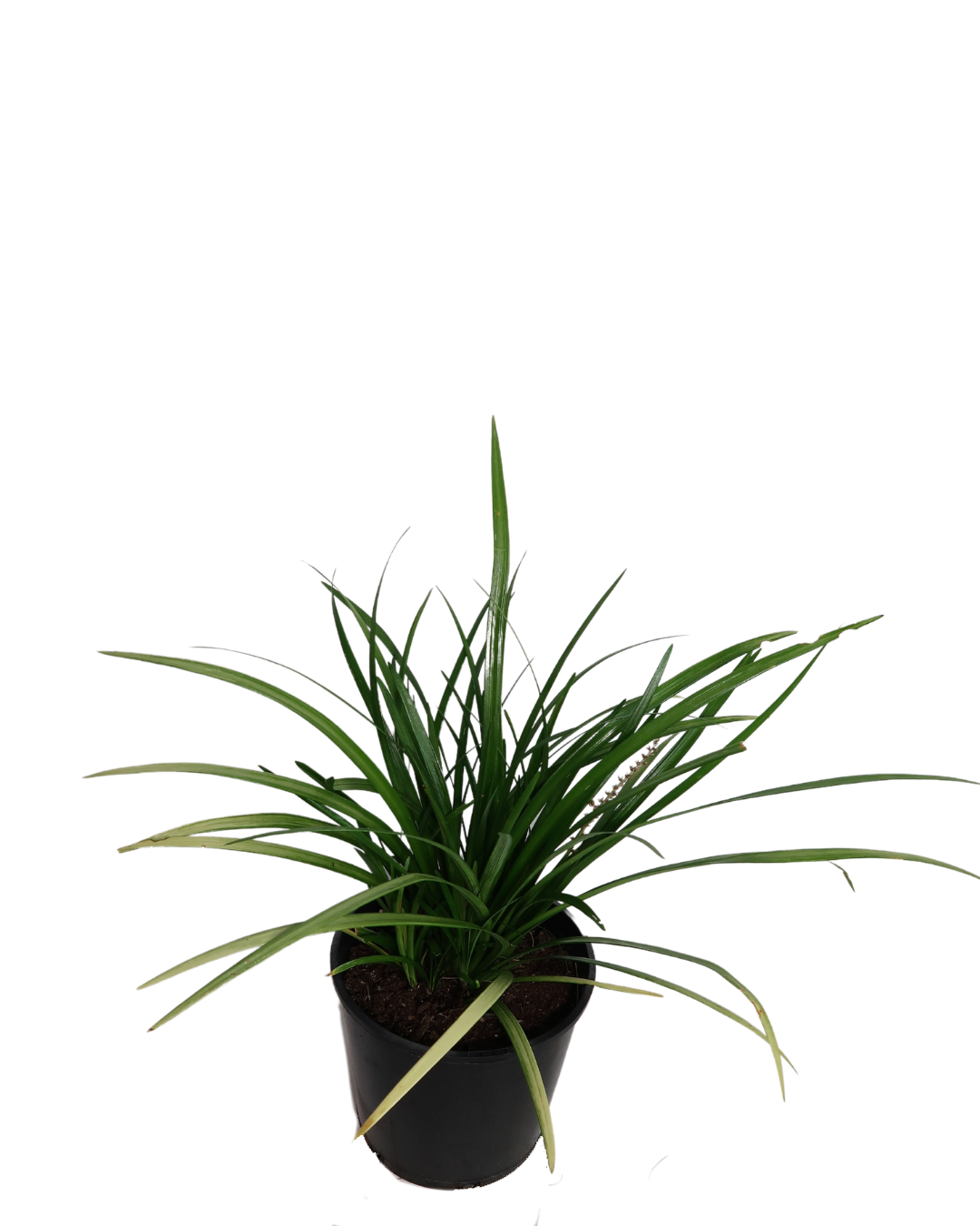Liriope Evergreen Giant